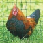 Kit Hefa poulailler jusqu' 6 poules avec filet 50m volaille 