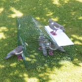 Pige  pigeons double entre