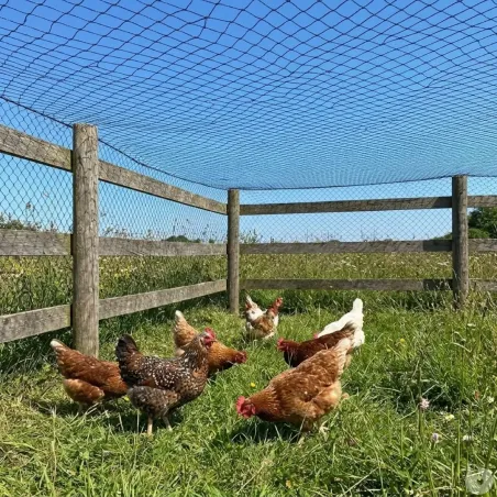 Filet volière 22 mm - 5x50 m pour volailles et sécurité