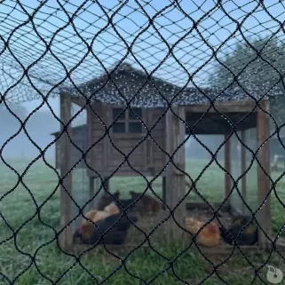 Filet volière 22 mm - 5x50 m pour volailles et sécurité