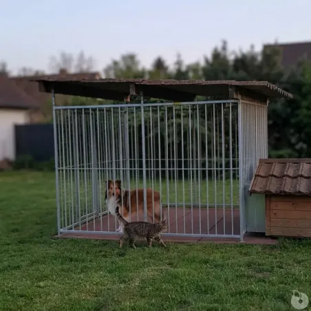 Panneaux de chenil à barreaux acier inoxydable 1,5 m ou 2m Hauteur 184 cm