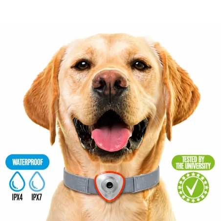 Désinfectant liquide 1L - Homologué - Odeur pin