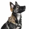 Muselière nylon réglable pour chien - Anti-morsure