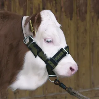 Licol réglable pour veau - Confort et résistance