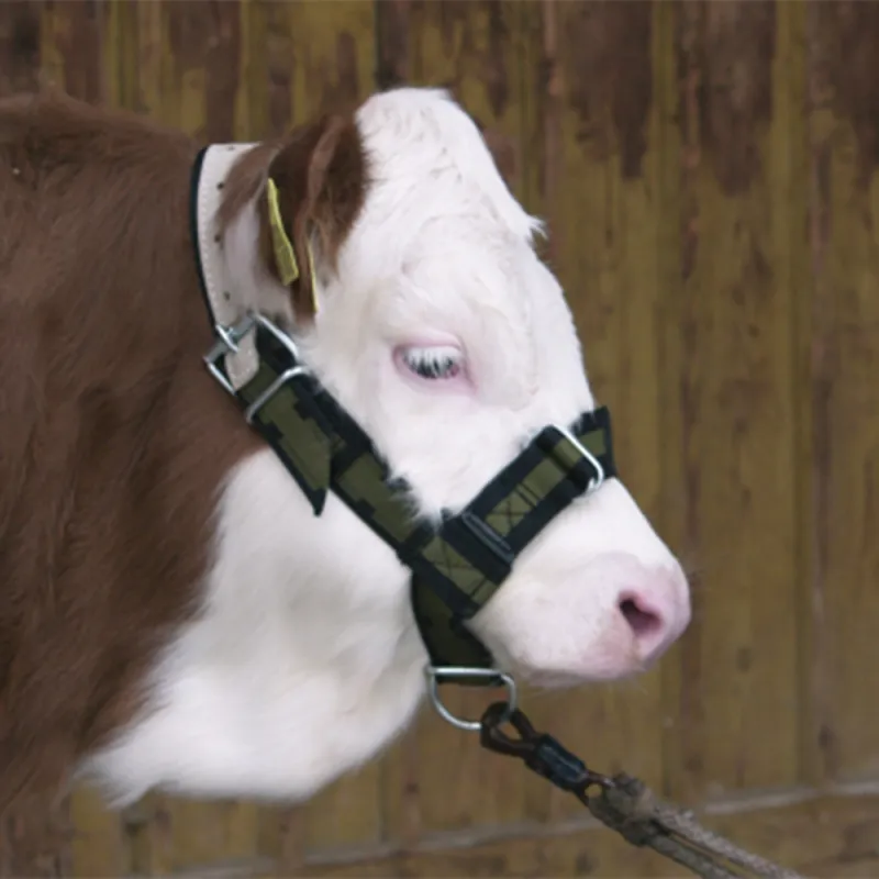 Licol réglable pour veau - Confort et résistance