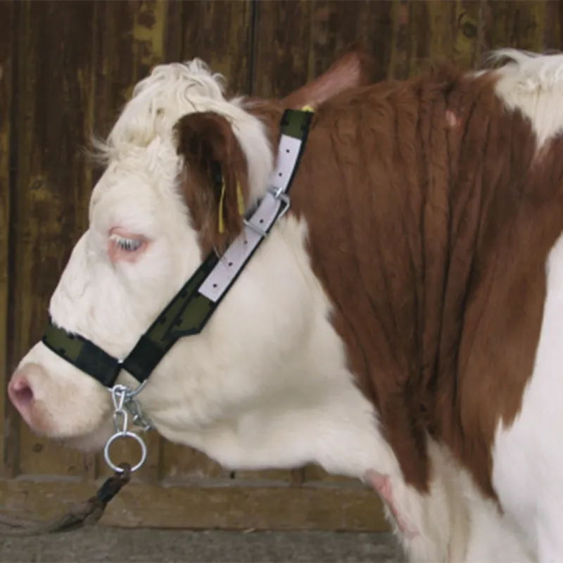 Licol vache avec gourmette - Robuste et réglable vert olive