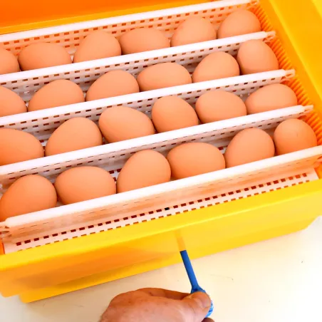 Couveuse Novital Covatutto 24 Eco - 24 œufs