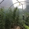 Serre jardin 3x4,5m - Essentielle pour cultures protégées