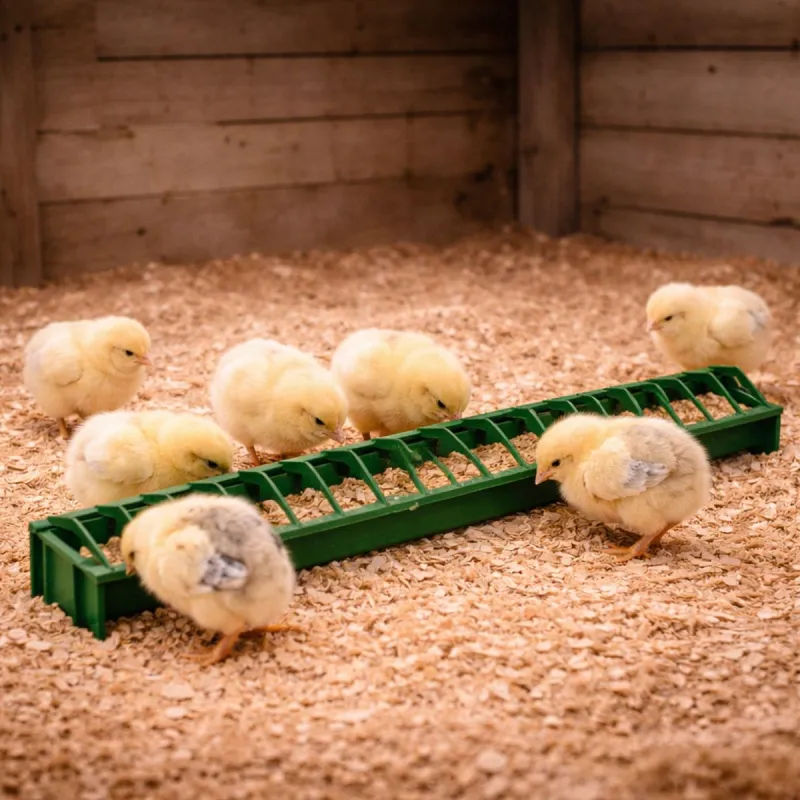 Mangeoire linéaire 50 cm pour poussins et cailles en plastique