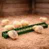 Mangeoire linéaire 50 cm pour poussins et cailles en plastique