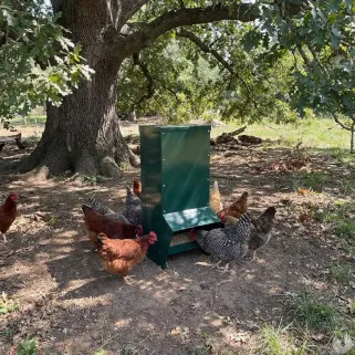 Mangeoire trémie verte 15 kg anti-gaspi galvanisée