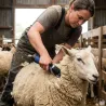 Tondeuse Heiniger Xpert pour moutons - Précision et confort