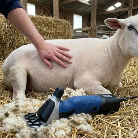 Tondeuse Heiniger Xpert pour moutons - Précision et confort