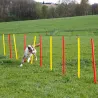 Kit agilité chien 3-en-1 : anneau, barre et slalom réglables