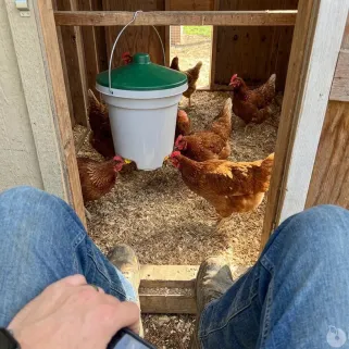 Abreuvoir 12L à 3 pipettes jaunes pour volailles - Olba