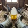 Lot de 5 abreuvoirs siphoïdes 5L pour pigeons - RIVER