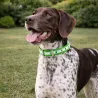 Collier chien phosphorescent vert 45 cm - Sécurité nocturne