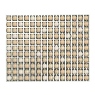 Panier incubation 154 œufs perdrix - Modèle TR154