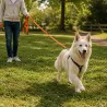 Laisse pour chien 1,5 m orange - 25 mm de large