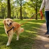 Longe extensible 5m pour chien - Couleur orange vif