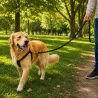 Longe extensible 5m pour chien - Couleur kaki