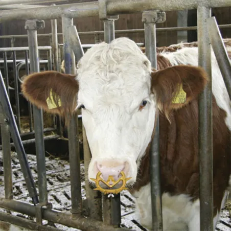 Lot de 2 anti-têteurs anti-bascule Müller pour veaux