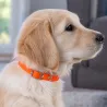 Collier Biogold pour chiots et petits chiens - 3 couleurs
