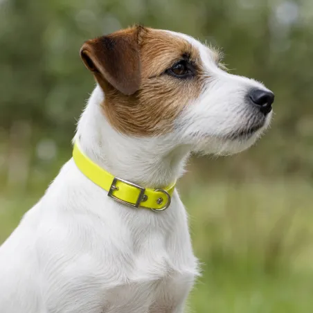 Collier Biogold pour chiots et petits chiens - 3 couleurs
