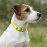 Collier Biogold pour chiots et petits chiens - 3 couleurs