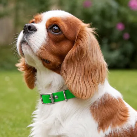 Collier Biogold pour chiots et petits chiens - 3 couleurs