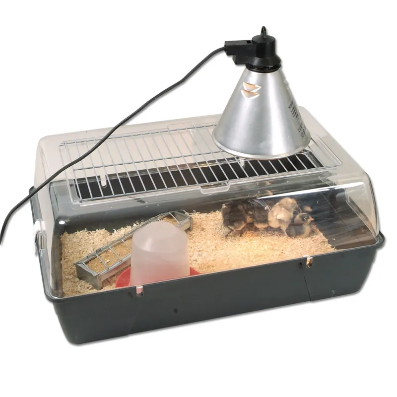 Kit complet pour démarrer l'élevage de poussins