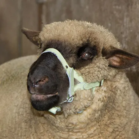 Licol cuir réglable pour mouton et bélier - 55 caractères