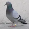 Bagues pigeon vert numérotées 26-50 marquage laser indélébile