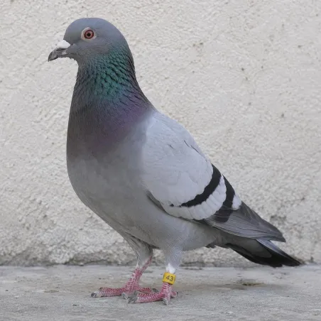 Bagues pigeon laser indélébiles numérotées 26-50 blanc 9mm