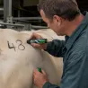 Crayon de marquage RAIDEX noir pour ovins et bovins