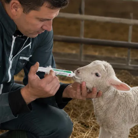 Probicol-L : complément vitalité pour agneaux et chevreaux