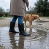 Bottines Dordogne Marron en caoutchouc - Black Fox