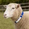 Collier ajustable moutons/chèvres en nylon rouge 60 cm