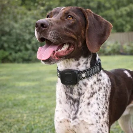 Collier anti-fugue 480m - Réglable USB - Noir - DE 10