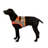 Gilet orange fluo réfléchissant pour chien Teckel et Terrier