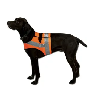 Gilet orange fluo réfléchissant pour chien Braque et Drathaar
