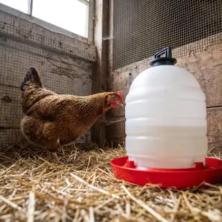 Abreuvoir 15L à niveau constant pour volailles