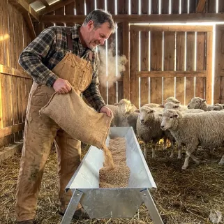 Mangeoire galvanisée pour ovins et caprins 203 cm
