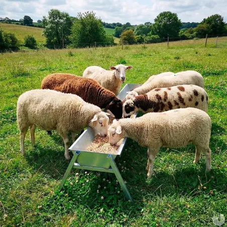 Mangeoire galvanisée pour ovins et caprins 203 cm