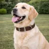 Collier cuir buffle marron S/M - 45 cm pour chiens actifs