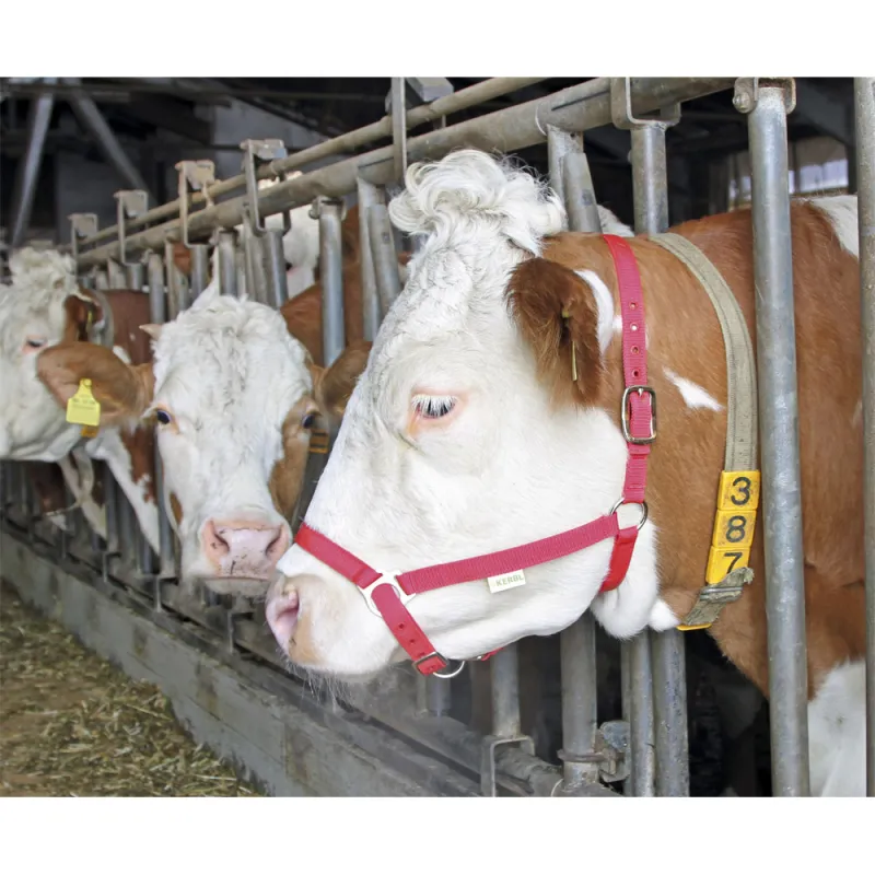 Licol bovin en nylon résistant et confortable