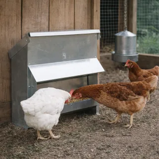 Mangeoire galvanisée 20 kg pour volailles et gibier