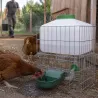 Abreuvoir auto Gaun 10L - Eau fraîche pour volailles et petits animaux
