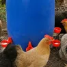 5 abreuvoirs bol rouge pour bidon volailles