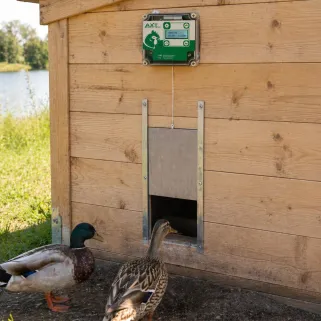 Portier automatique horloge + trappe canard 30x40 cm